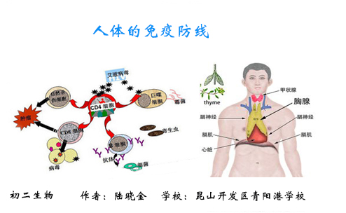 人体的免疫防线