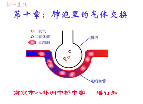 肺泡里的气体交换